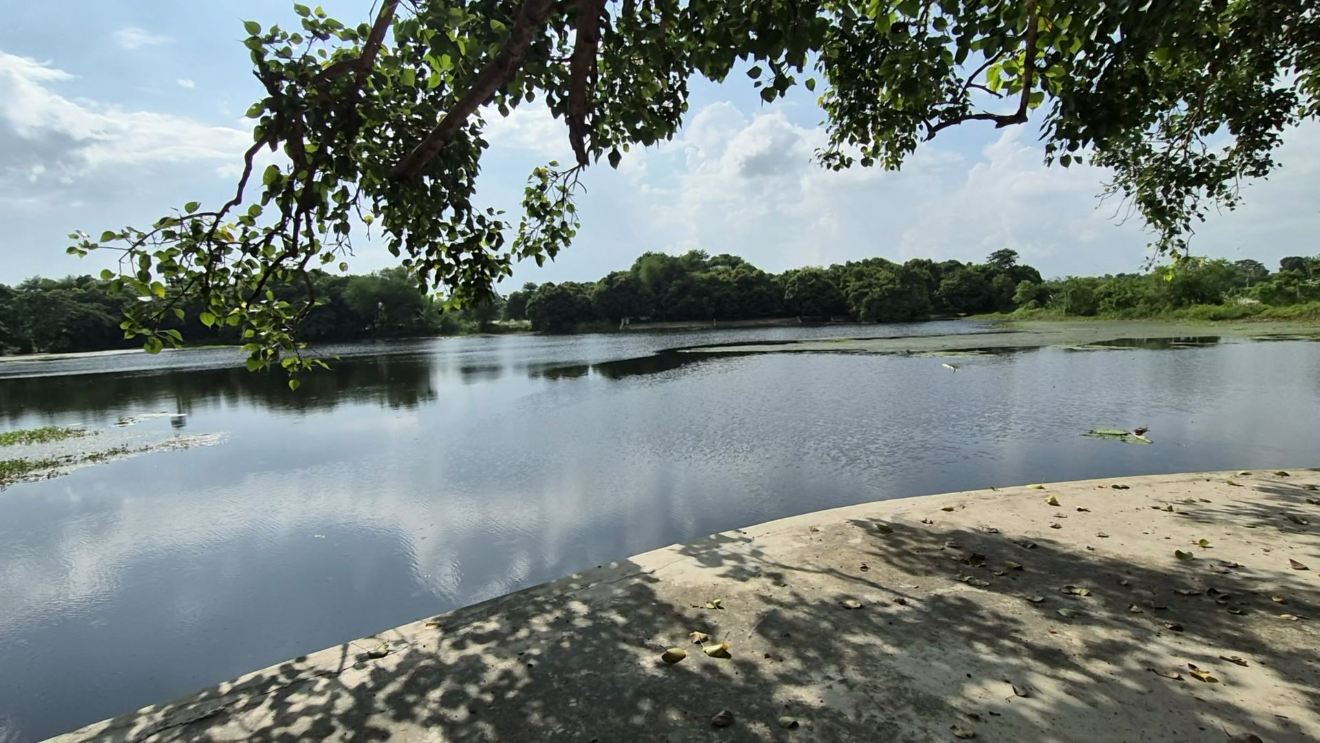 A lake in the makhana-growing region, under an overhanging tree